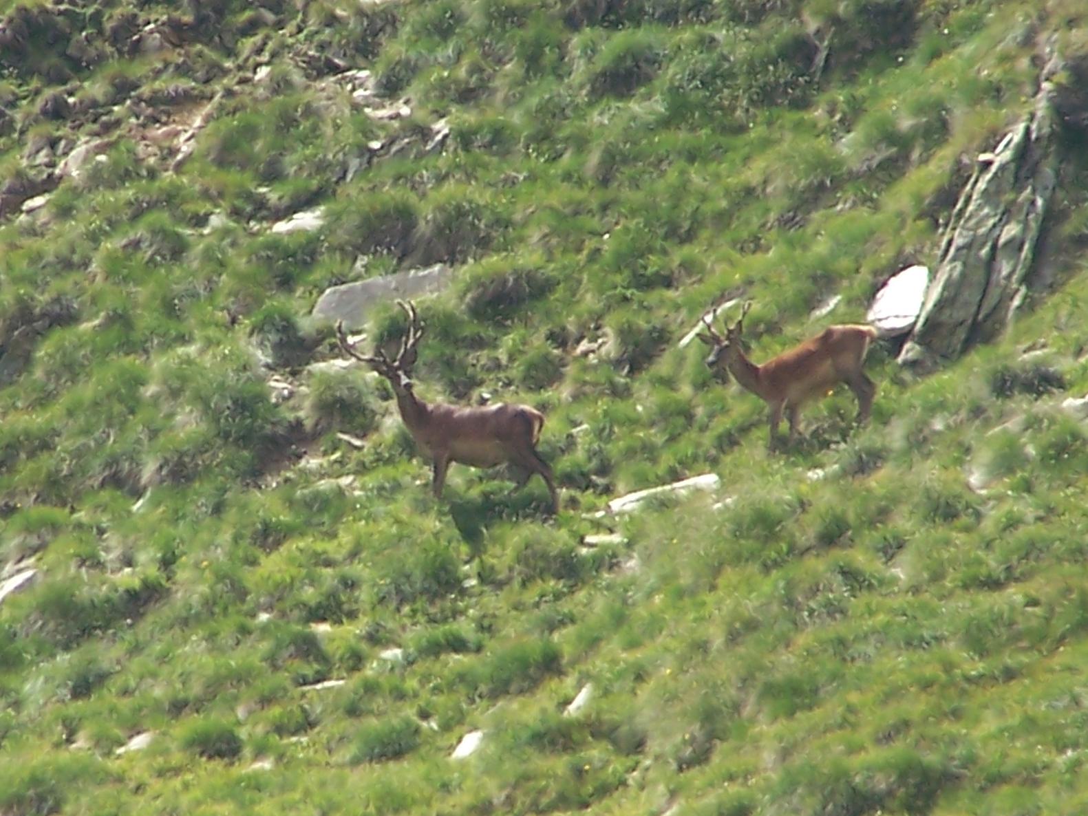PASSIONE PER IL CERVO
